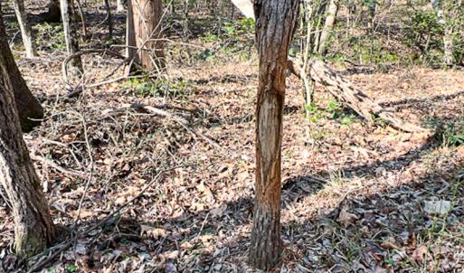Photo #22 of SOLD property in OFF Western Mill Road , Lawrenceville, VA 40.0 acres