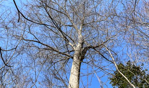 Photo #27 of SOLD property in OFF Western Mill Road , Lawrenceville, VA 40.0 acres