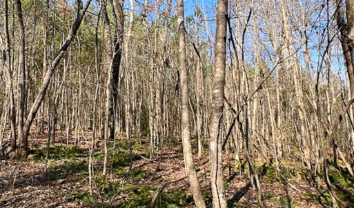 Photo #29 of OFF Western Mill Road , Lawrenceville, VA 40.0 acres