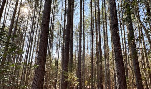 Photo #32 of SOLD property in OFF Western Mill Road , Lawrenceville, VA 40.0 acres