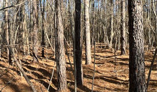 Photo #36 of SOLD property in OFF Western Mill Road , Lawrenceville, VA 40.0 acres