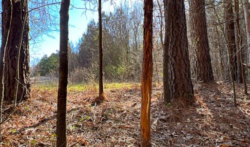 Photo #38 of SOLD property in OFF Western Mill Road , Lawrenceville, VA 40.0 acres