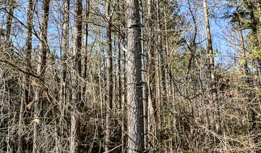 Photo #39 of OFF Western Mill Road , Lawrenceville, VA 40.0 acres