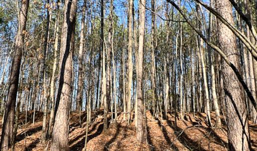 Photo #44 of SOLD property in OFF Western Mill Road , Lawrenceville, VA 40.0 acres