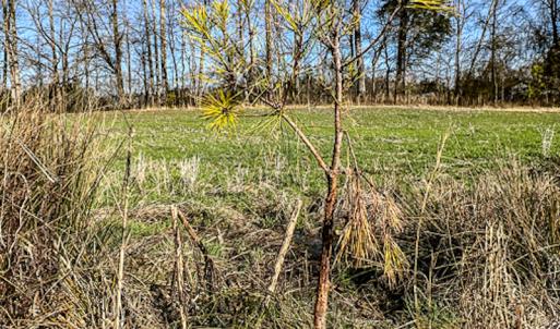 Photo #47 of SOLD property in OFF Western Mill Road , Lawrenceville, VA 40.0 acres