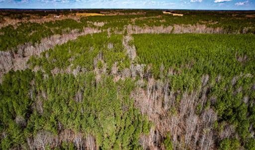 Photo #55 of SOLD property in OFF Western Mill Road , Lawrenceville, VA 40.0 acres