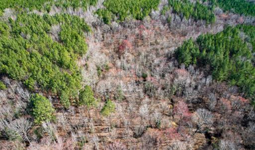 Photo #56 of SOLD property in OFF Western Mill Road , Lawrenceville, VA 40.0 acres
