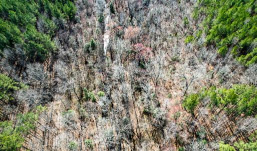 Photo #59 of SOLD property in OFF Western Mill Road , Lawrenceville, VA 40.0 acres