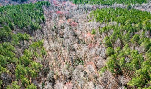 Photo #60 of SOLD property in OFF Western Mill Road , Lawrenceville, VA 40.0 acres