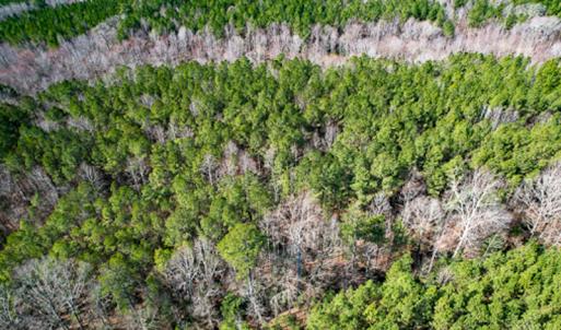 Photo #62 of SOLD property in OFF Western Mill Road , Lawrenceville, VA 40.0 acres