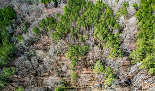 Photo #63 of OFF Western Mill Road , Lawrenceville, VA 40.0 acres