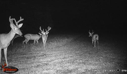 Photo #70 of SOLD property in OFF Western Mill Road , Lawrenceville, VA 40.0 acres