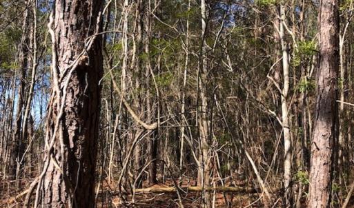 Photo #4 of SOLD property in Off Kelly Rd.  , Bath, NC 15.0 acres