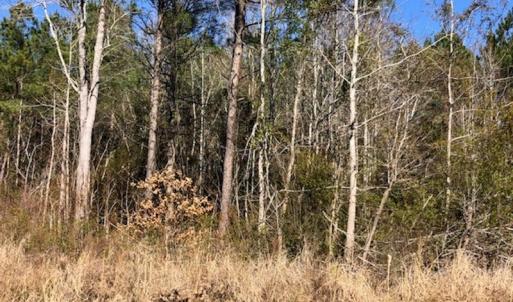 Photo #8 of SOLD property in Off Kelly Rd.  , Bath, NC 15.0 acres