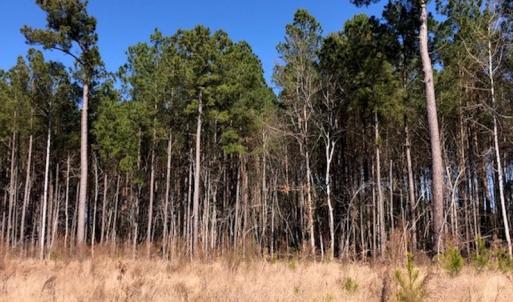 Photo #3 of SOLD property in Off Kelly Rd.  , Bath, NC 15.0 acres