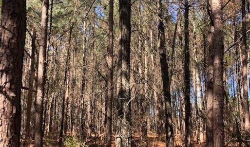 Photo #5 of SOLD property in Off Kelly Rd.  , Bath, NC 15.0 acres
