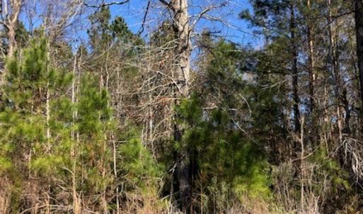 Photo #6 of SOLD property in Off Kelly Rd.  , Bath, NC 15.0 acres