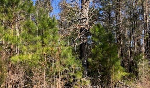 Photo #7 of SOLD property in Off Kelly Rd.  , Bath, NC 15.0 acres