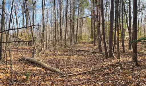 Photo #12 of SOLD property in Off Rapidan Hills Dr., Locust Grove, VA 2.8 acres