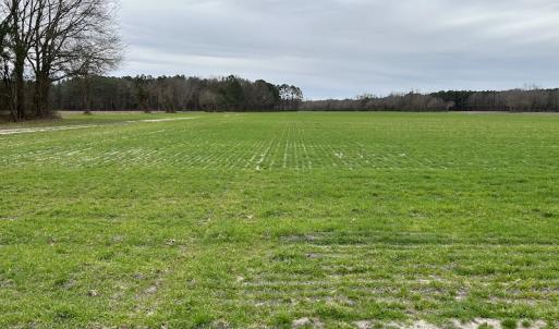 Photo #18 of SOLD property in Off St. Johns Church Road, Goldsboro, NC 111.2 acres