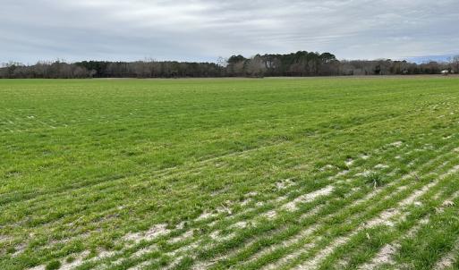 Photo #19 of SOLD property in Off St. Johns Church Road, Goldsboro, NC 111.2 acres