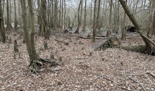 Photo #26 of Off St. Johns Church Road, Goldsboro, NC 111.2 acres