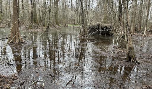 Photo #27 of Off St. Johns Church Road, Goldsboro, NC 111.2 acres