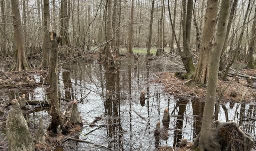 Photo #28 of Off St. Johns Church Road, Goldsboro, NC 111.2 acres