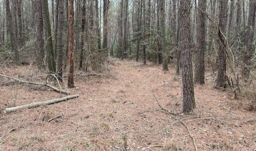 Photo #33 of SOLD property in Off St. Johns Church Road, Goldsboro, NC 111.2 acres