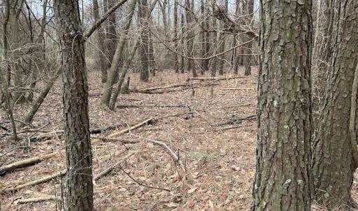 Photo #34 of Off St. Johns Church Road, Goldsboro, NC 111.2 acres