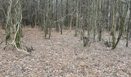 Photo #36 of Off St. Johns Church Road, Goldsboro, NC 111.2 acres