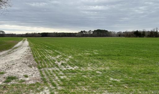 Photo #7 of SOLD property in Off St. Johns Church Road, Goldsboro, NC 111.2 acres