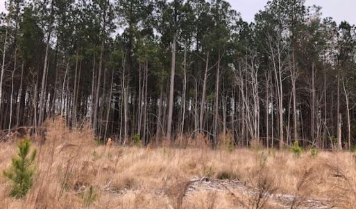 Photo #13 of SOLD property in Off Kelly Rd.  , Bath, NC 15.0 acres
