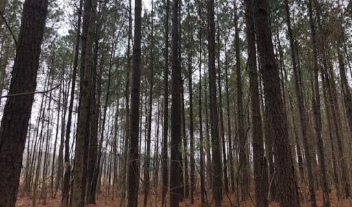 Photo #14 of SOLD property in Off Kelly Rd.  , Bath, NC 15.0 acres