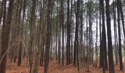 Photo #15 of SOLD property in Off Kelly Rd.  , Bath, NC 15.0 acres
