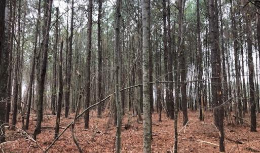 Photo #16 of SOLD property in Off Kelly Rd.  , Bath, NC 15.0 acres