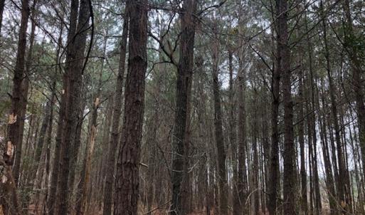 Photo #17 of SOLD property in Off Kelly Rd.  , Bath, NC 15.0 acres