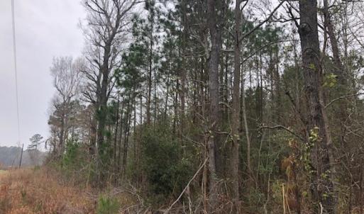 Photo #18 of SOLD property in Off Kelly Rd.  , Bath, NC 15.0 acres