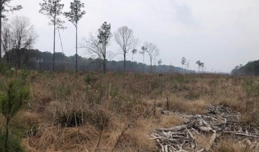 Photo #7 of SOLD property in Off Kelly Rd.  , Bath, NC 15.5 acres