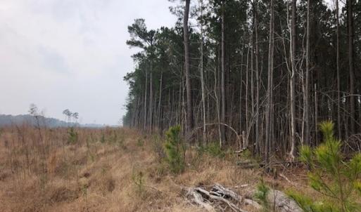 Photo #8 of SOLD property in Off Kelly Rd.  , Bath, NC 15.5 acres