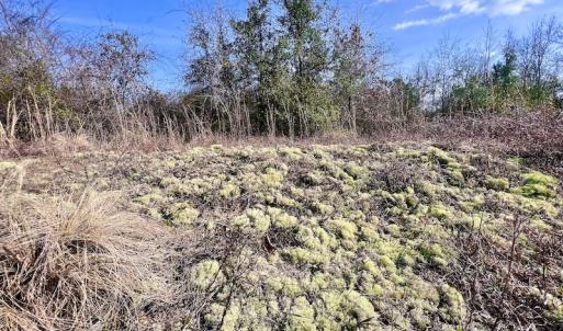 Photo #19 of Off Mcoy Loop Road , Ivanhoe, NC 9.7 acres