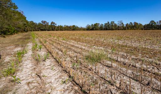 Photo #32 of Off Jimsie Hester Road , Whiteville , NC 26.4 acres