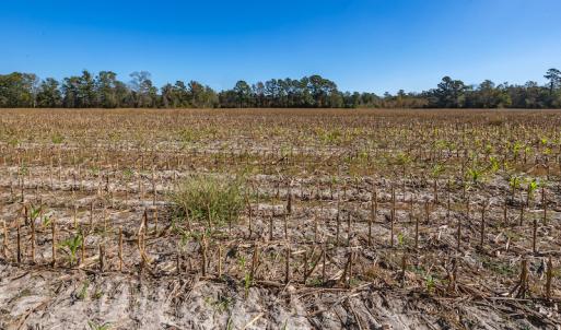 Photo #33 of Off Jimsie Hester Road , Whiteville , NC 26.4 acres
