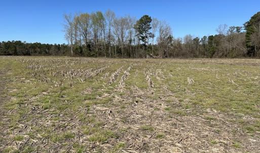 Photo #2 of Off Lightwood Bridge Road, Wallace, NC 31.8 acres