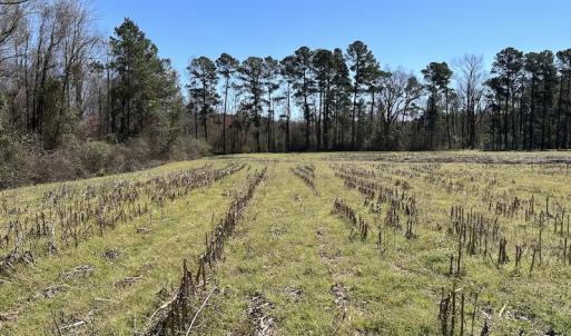 Photo #12 of SOLD property in Off Lightwood Bridge Road, Wallace, NC 64.3 acres