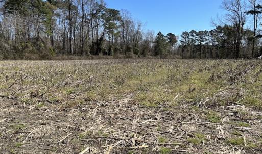 Photo #16 of SOLD property in Off Lightwood Bridge Road, Wallace, NC 64.3 acres