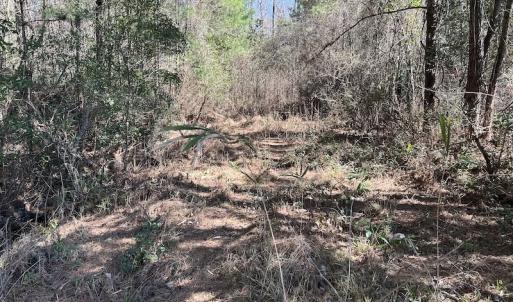 Photo #21 of SOLD property in Off Lightwood Bridge Road, Wallace, NC 64.3 acres