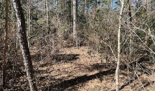 Photo #26 of SOLD property in Off Lightwood Bridge Road, Wallace, NC 64.3 acres