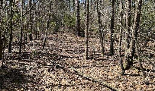 Photo #27 of SOLD property in Off Lightwood Bridge Road, Wallace, NC 64.3 acres