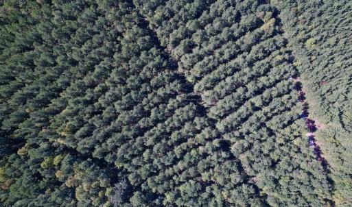 Photo #19 of Off Mat Nelson Road , Littleton, NC 25.0 acres